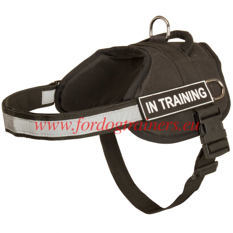 in training dog harness