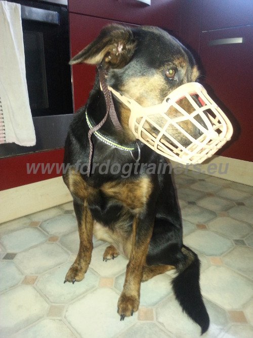 White plastic basket muzzle on the dog