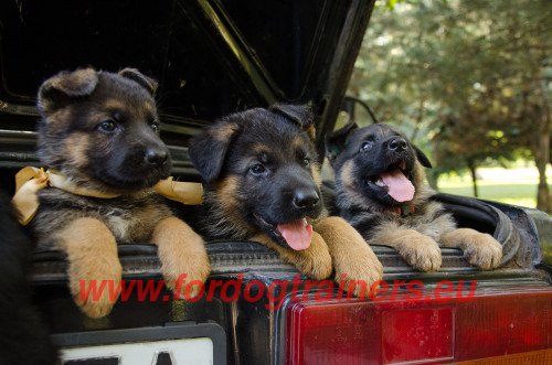 German shepherd top small puppy