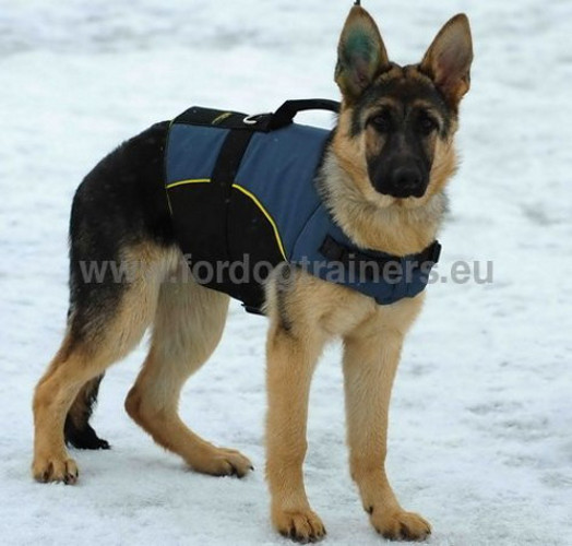 German Shepherd Protected and Warmed up with Rehab Nylon Harness