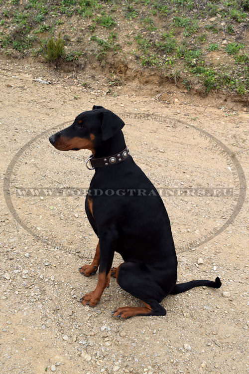 Elegantes Halsband aus Leder fr Dobermann