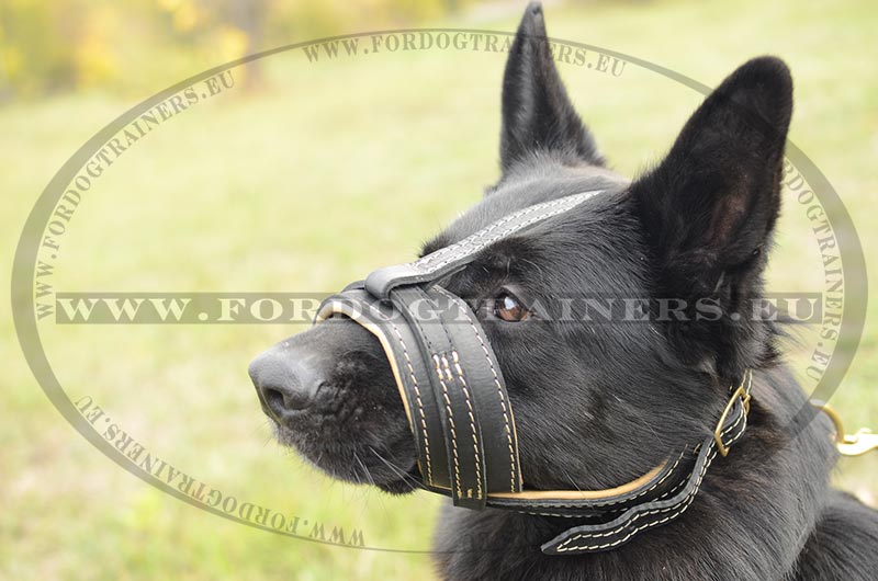 Halti harness for hot sale german shepherd