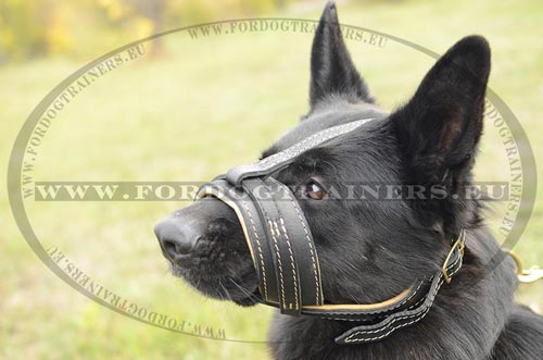 Excellent head harness for German Shepherd