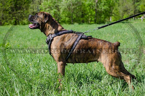 Adjustable Leather Boxer Harness
