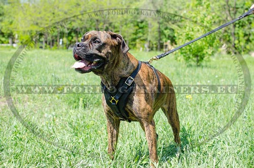 Boxer wearing a harness with comfy chest plate