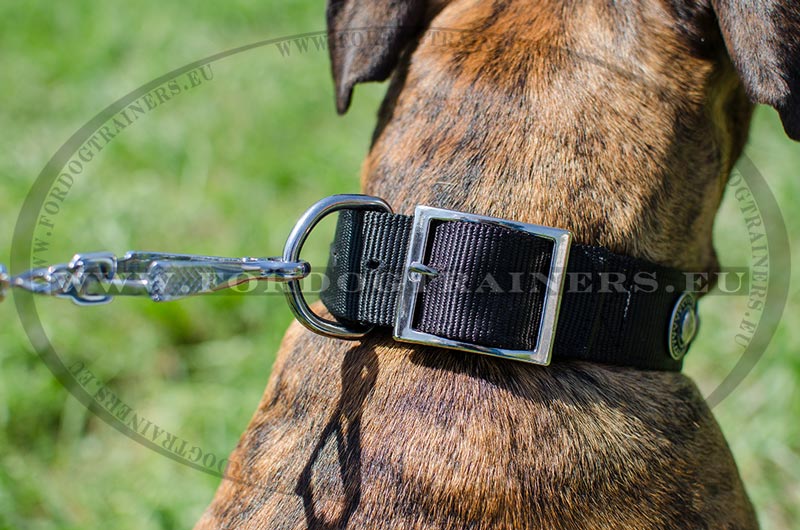 Collar for Any-Season Boxer Training | Nylon Collars for Boxer [C273 ...