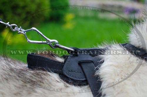 Leather harness for Husky dog