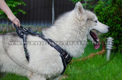Dog Harness with Water-Resistant
Painting for Husky