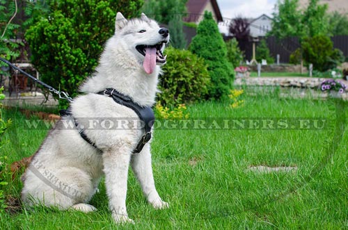 Training Harness Leather for
Husky