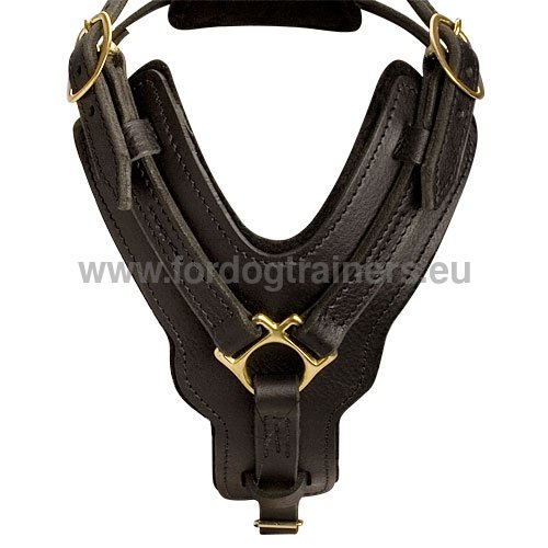 Harnais de sport pour chien Dobermann en cuir