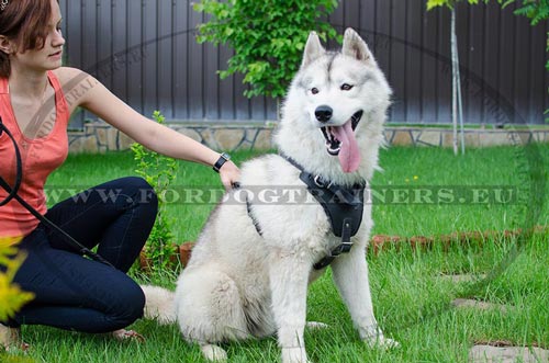 Walking harness padded with felt for Husky