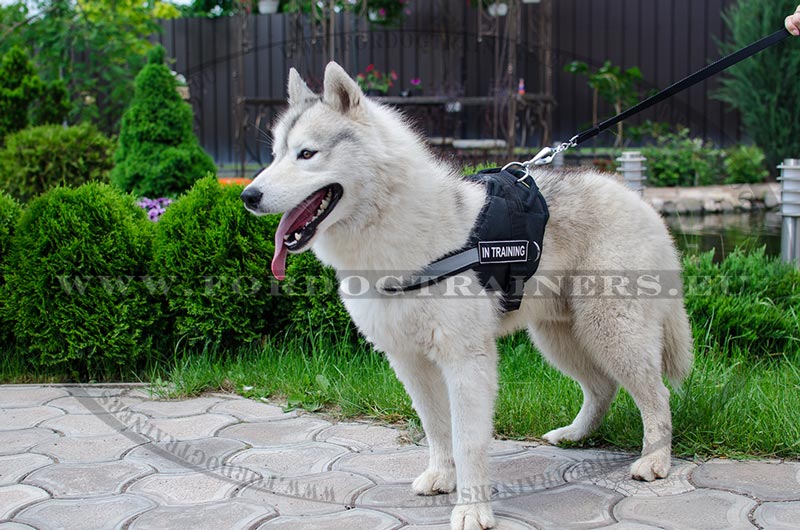 Harnais en nylon pour Husky Harnais de pulling [H6P1057 Pettorina da lavoro in nylon per