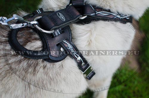 Harness Genuine Leather with Nickel
Steel Hardware