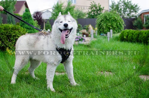 Solid Harness with Reliable
Hardware for Husky and Akita