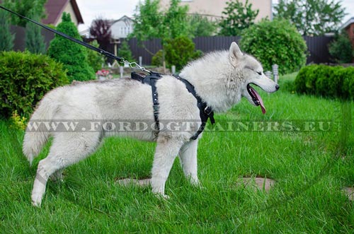 Motivation harness multifunctional for Husky