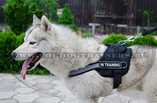 Nylon Harness for Husky Well-adjustable
