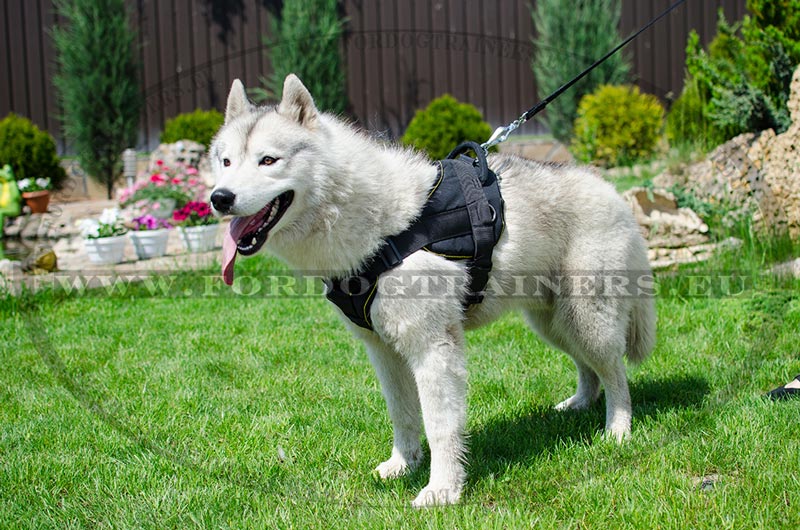 Husky puppy harness shop