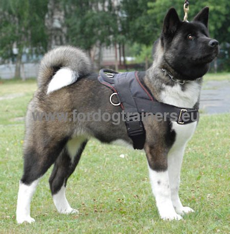 Harness for walking and exercises for Husky