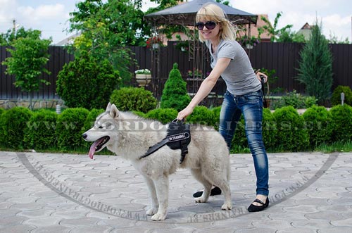 Harnais de sport et de promenades
pour Husky