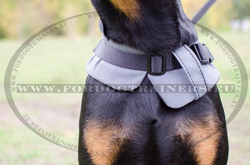 Harnais d'hiver pour Dobermann