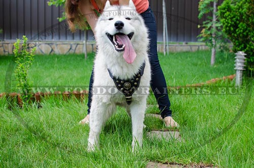 Harness for Walking and
Training Husky