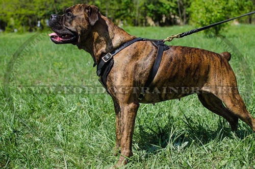 High-quality agitation harness for Boxer