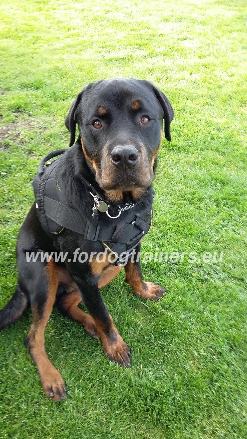 Rottweiler Training Nylon Harness