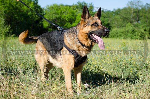 Hundegeschirr aus Nylon Schferhund