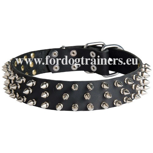Collar with Spikes for West Siberian