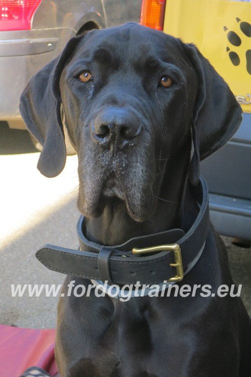 Collier Cuir pour Chien Fort