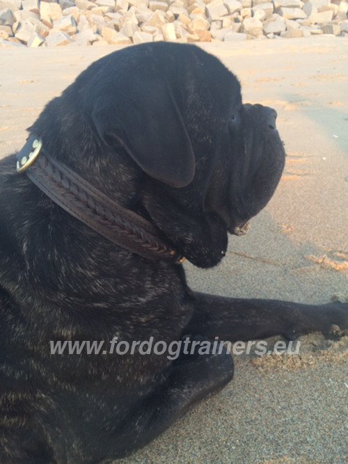 Collar for Bullmastiff Decorated with Braids