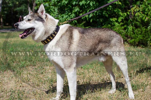 West Siberian Laika with Decorated Leather Collar