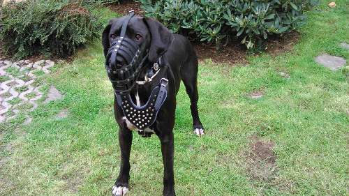 Basket Muzzle for All Breeds