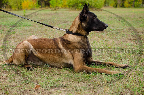Hier is onze Simpele Lederen Honden Halsband op de
Mechelse Herder Hond