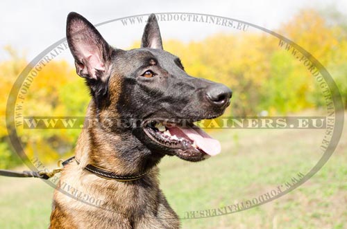 Malinois