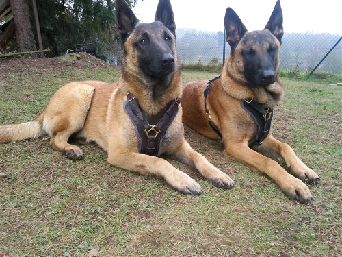 Harnais d'agitation pour Malinois