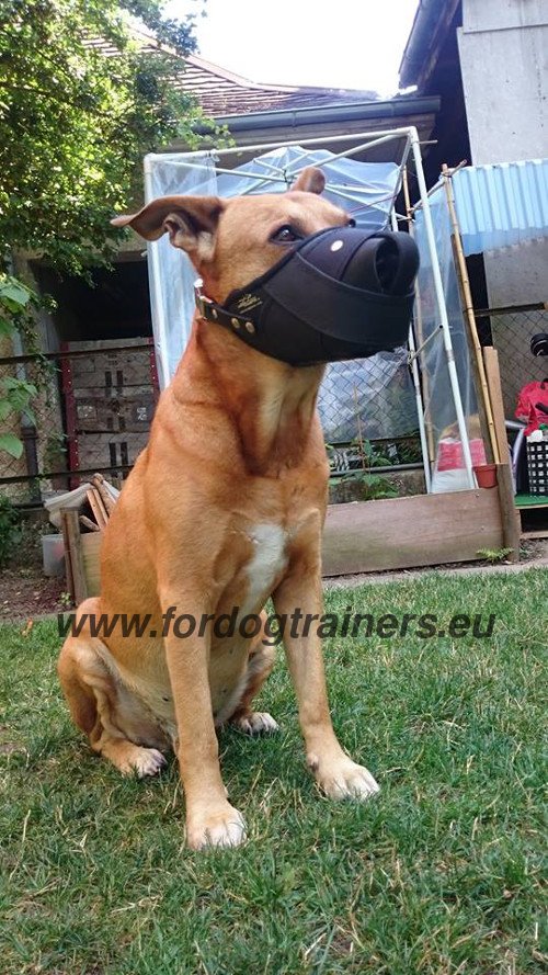 Protective Dog Muzzle for Amstaff