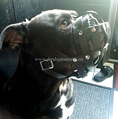 Walking Muzzle for French Bulldog 