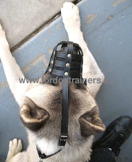 Leather muzzle with noze protection for Akita