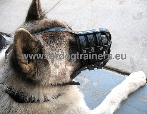 Perfect leather muzzle for Akita Inu