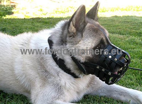 Leather muzzle extra comfort for Husky