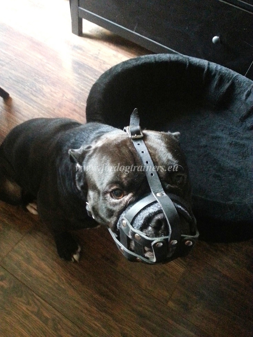 Muselière confort en cuir pour Bouledogue Français