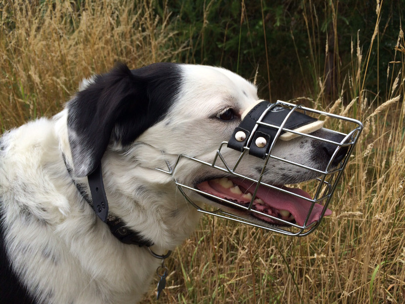 Muselière Obligatoire Pour Quel Chien En Belgique Esam Solidarity