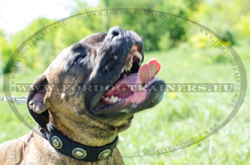 Boxer in his Nylon Decorated Collar