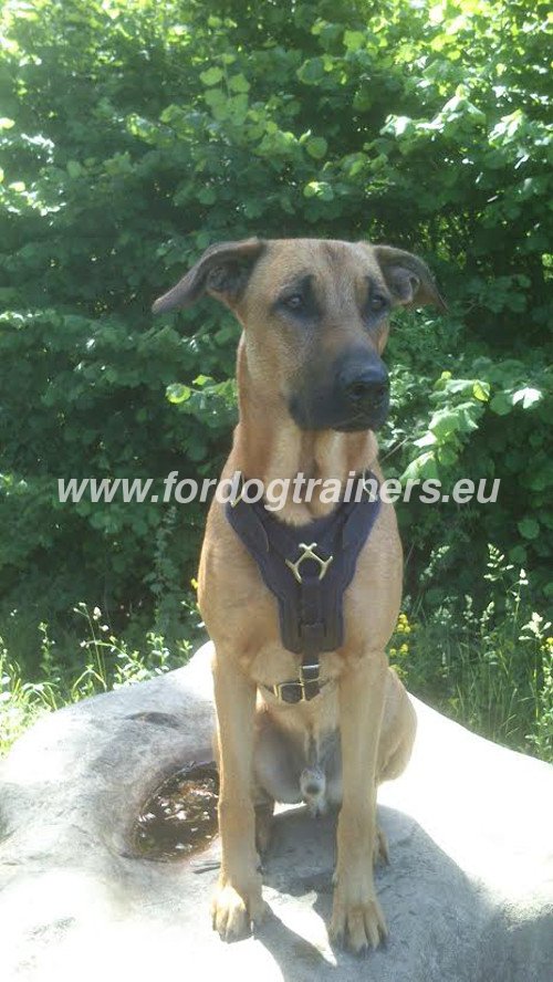 Working Dog Leather Harness