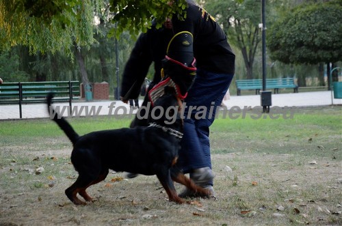 Rottweiler Training