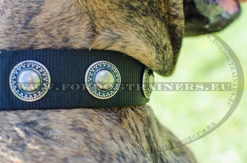 Circles of the Boxer walking collar