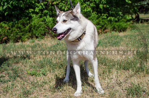 Royal Dog Collar Decorated on Laika