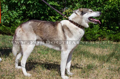 Laika in de luxe honden halsband met een rij van
vierkanten