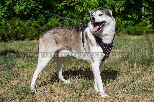 Easily adjusted leather spiked harness for
Siberian Laika